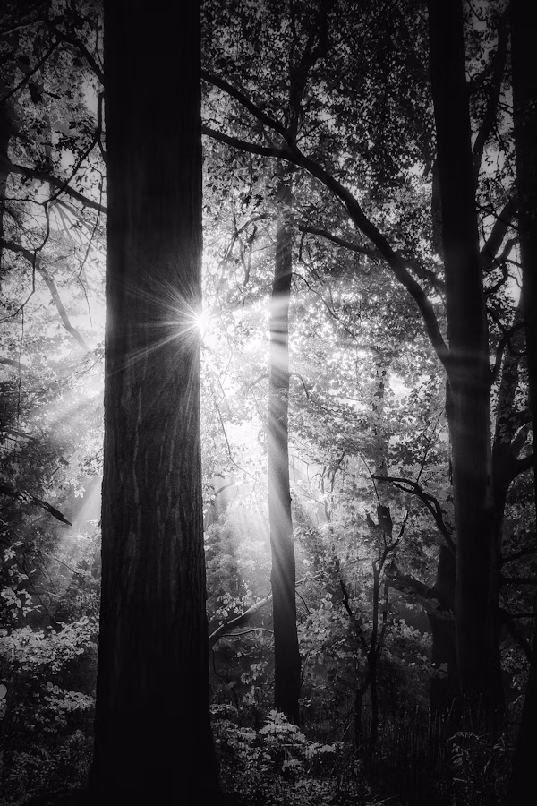 Sunlight beams through a misty pine forest