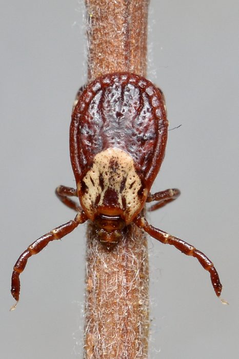 American dog tick photographed in Kitchener, Ontario, showing mottled cream and brown patterned shield