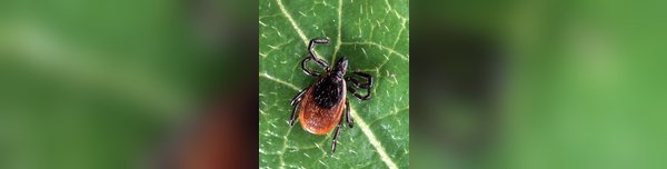 Blacklegged tick on a leaf